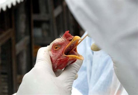 gripe aviaria